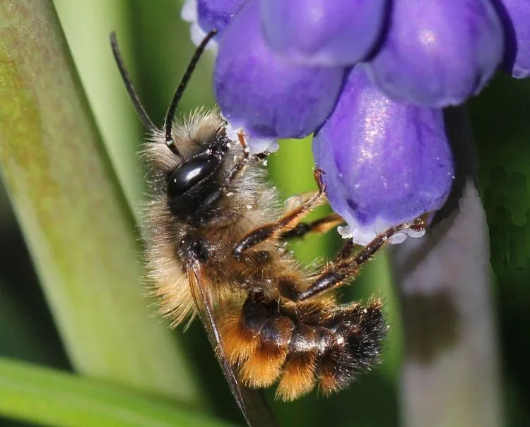 Die Rote Mauerbiene (Osmia bicornis) ist eine solitäre Wildbiene. Eine Biene auf einer Blume.